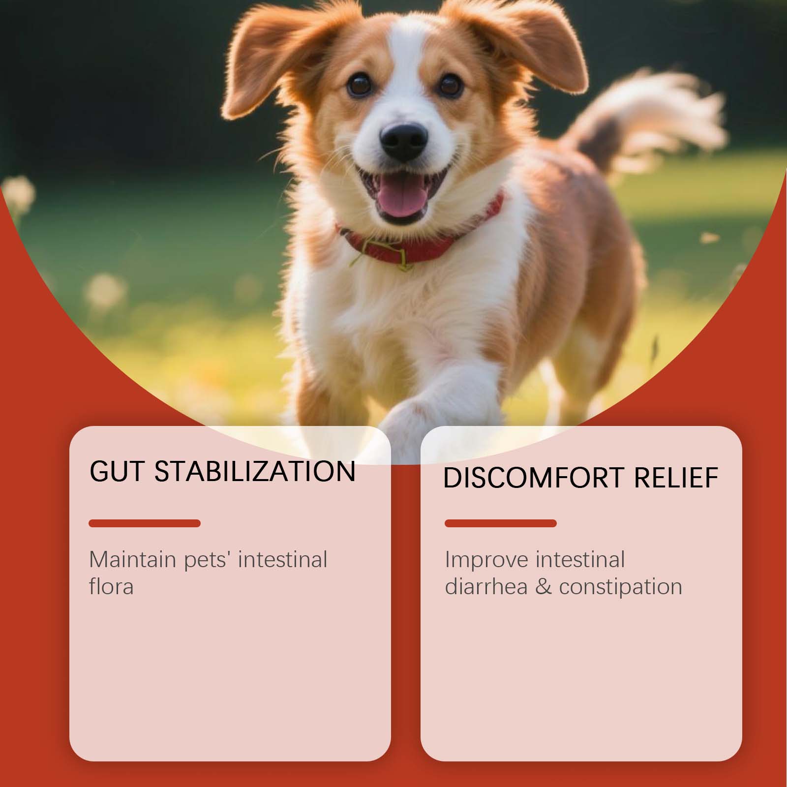 Canine Probiotic Powder Intest - огляд і ціна Health Wellness Vitality